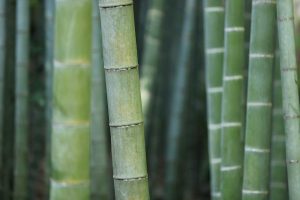 Lorem ipsum dolor sit amet, consectetur adipiscing elit. Aenean dignissim mi vel eros tempor, et posuere tortor egestas.